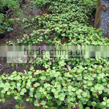 portulacaria bonsai plants