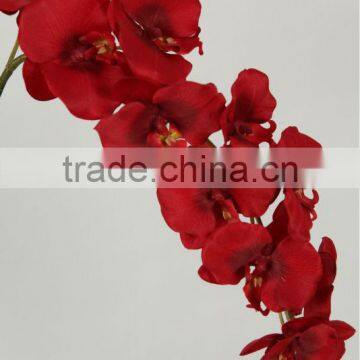 orchid flower 27539