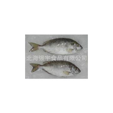 Frozen Rabbit Fish Whole Round photo-3