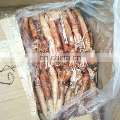 frozen west africa squid ghana squid for fishing bait 100g