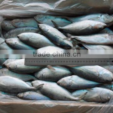 Whole Round Frozen Bigeye Scad (Selar Crumenophthalmus)