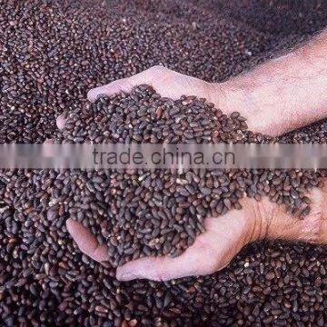 Cumin Oil/Black Cumin Oil/ Cumin Seed Oil/ Cumin Carrier Oil
