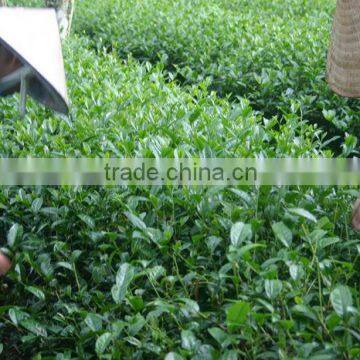 Black Tea Gift Box 400gr photo-4