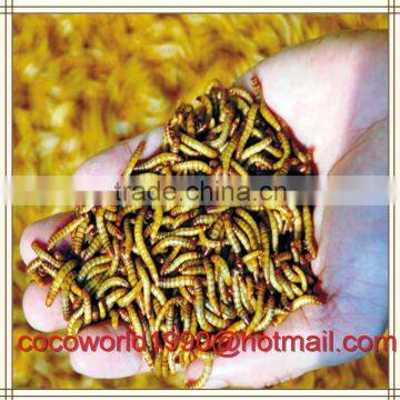 Top Quality Bulk Chicken Feed Dried Mealworms Insects photo-6