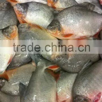 FROZEN BLACK POMFRET WHOLE ROUND