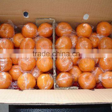 Mandarin Orange 60mm 65mm 70mm 75mm