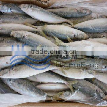 2016 Frozen fish horse mackerel in good price