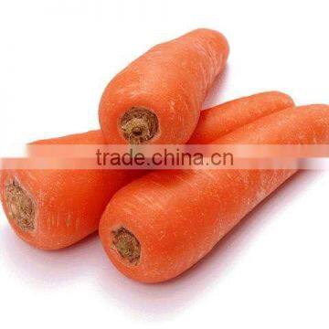 New Crop Red Carrot