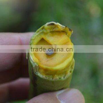 Cassia Fistula