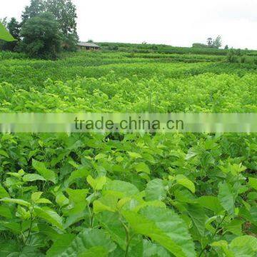 Morus Alba L Seedling photo-3