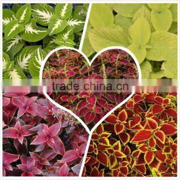 High temprature and humid tolerance Coleus seeds