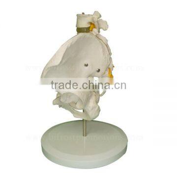 High Quality Human Body Anatomy Pelvis Spine Model photo-3