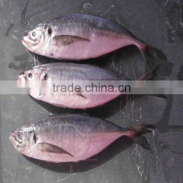 canned fish japanese jack mackerel horse mackerel fish for sale