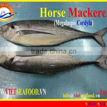 FROZEN W/R HORSE MACKEREL photo-2