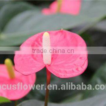 beautiful resh Cut Cheapest Anthurium In Pot alibaba kenya from yunnan