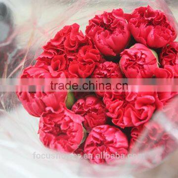 Fresh Cut Flowers Carnation Cut Flower Prices Garden Flowers Yunnan