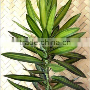 Thailand Top Quality Draceana Sanderia Foliage