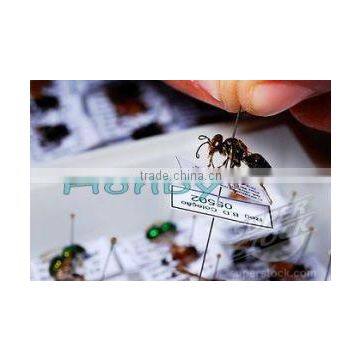 Stainless Steel Taxidermy Entomology Straight Insect Pins photo-4