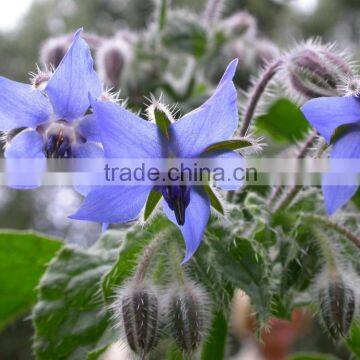 Reasonable Suppliers From China Offer Borage Oil at Low Price