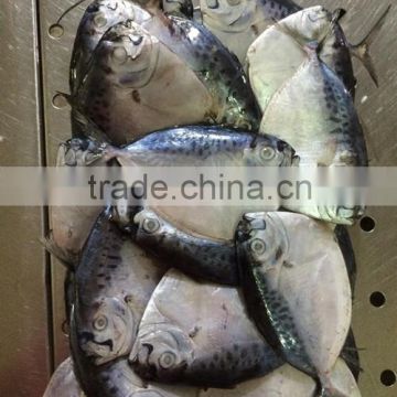 2015 new coming frozen moon fish for size 30 - 40 pcs / ctn