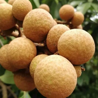 Professional Full Automatic Longan Can Food Production Line Canning Longan Processing Line