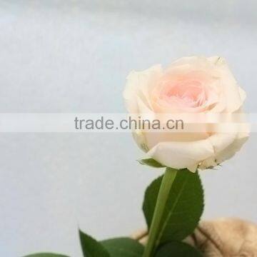 Excellent quality Emma fresh rose flowers for home ornament