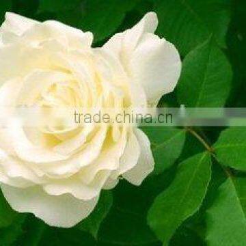 Export natural hot sale fresh cut white roseflowers