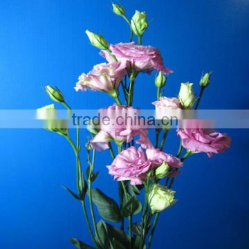 Natural fresh flower cheap price eustoma flowers export wholesale eustoma flowers