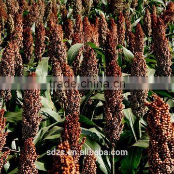 Red Sorghum for Animal Feed photo-3