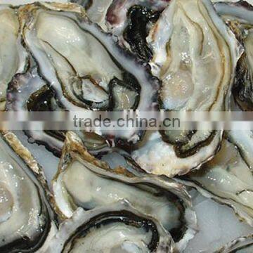 wholesale frozen fresh half shell oyster