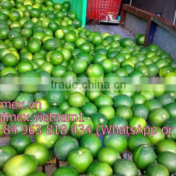 Seedless lemon high quality 2015