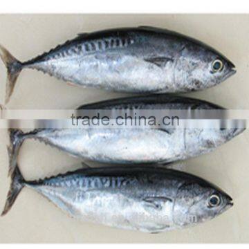 Cheap bonito tunn fish for sale China origin