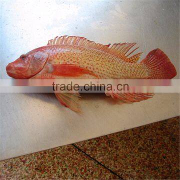 Frozen Red Nile Tilapia on Sale