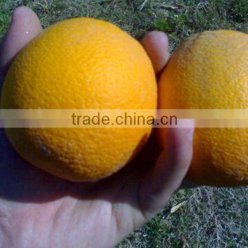 Fresh Navel Orange