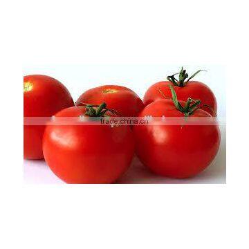 FRESH TOMATO