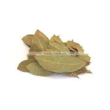 Indian bay leafbay leaf