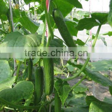 HCU07 Beishou 14 to 16cm in length,parthenocarpy f1 hybrid cucumber seeds with high yield in indoor