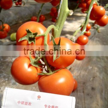 TY resistant high yield red hybrid tomato seeds