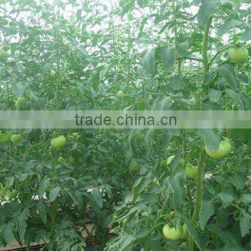 Polycarbonate Sheet Greenhouse-3 photo-4