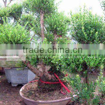 Syzygium buxifolium for cold climate