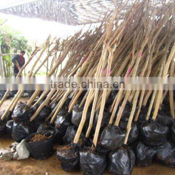 lagerstroemia indica finished packing