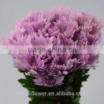 Decorative Flowers & Wreaths Type Chrysanthemum Pink From KUNMING photo-4