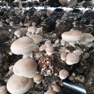 Factory Price Premium Shiitake Mushroom Spawn Cultivated for Fresh Shiitake Mushroom