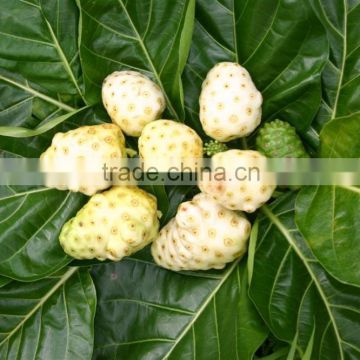 Fine Grade Organic Noni Powder Export