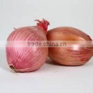 Shallot Onions