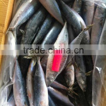 Seafrozen Pacific Mackerel Fish for Thailand Vietnam