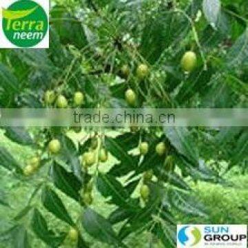 COMPETITIVE PRICE COLD PRESSED NEEM OIL