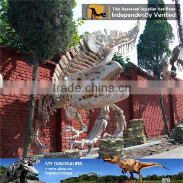 MY Dino-C057 High quality animal skeleton model for sale