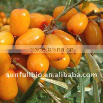 Concentrated Juice Powder Seabuckthorn