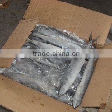 Whole King Fish Spanish Mackerel A Frozen Fish